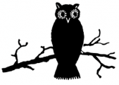 image: Owl