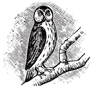 image: Owl