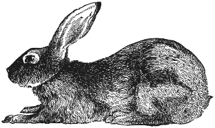 image: Rabbit