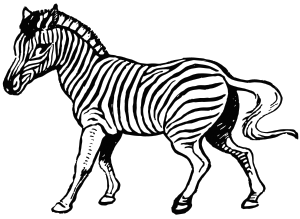 image: Zebra