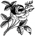 image: rose flower