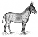 image: Donkey