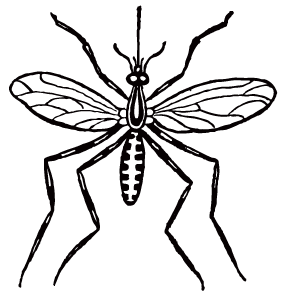 image: Mosquito